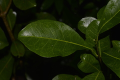 Acronychia oblongifolia