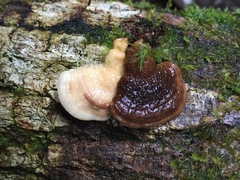 Physisporinus lavendulus