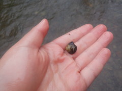 Corbicula fluminalis