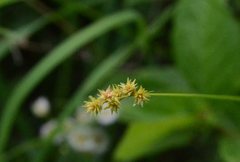 Stellulatae