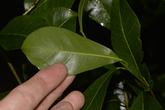 Acronychia oblongifolia