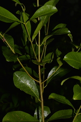 Acronychia oblongifolia