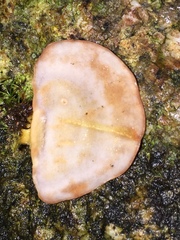 Physisporinus lavendulus