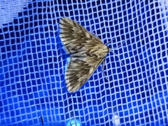 Cynaeda dentalis