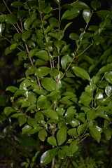 Acronychia oblongifolia