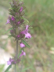 Betonica officinalis