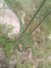 Betonica officinalis