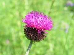 Carduus hamulosus