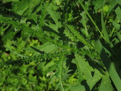 Carduus hamulosus