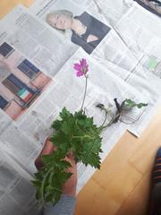 Geranium endressii