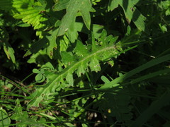 Carduus hamulosus