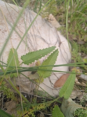 Betonica officinalis