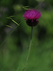 Carduus hamulosus