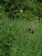 Carduus hamulosus