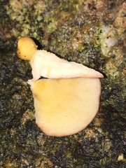 Physisporinus lavendulus