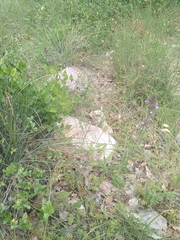 Betonica officinalis