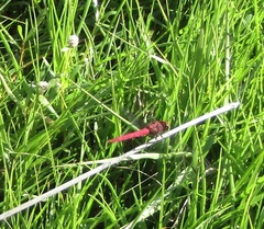 Orthemis