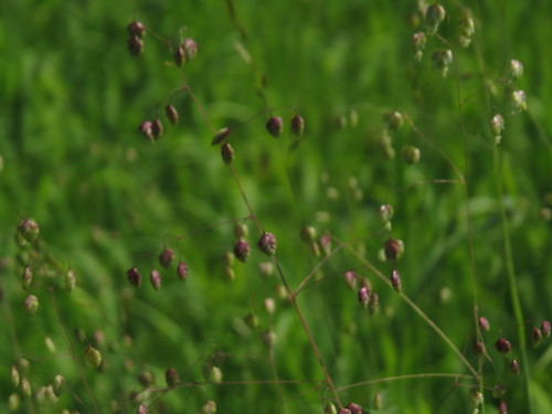 Kiškio ašarėlės nuotrauka