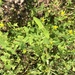 Hypericum sampsonii - Photo (c) JODY HSIEH, algunos derechos reservados (CC BY-NC), subido por JODY HSIEH