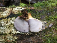 Physisporinus lavendulus