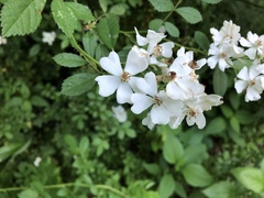 Rosa multiflora