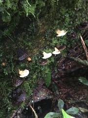 Physisporinus lavendulus