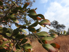 Gymnosporia buxifolia