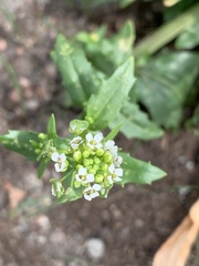 Thlaspi arvense