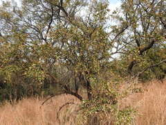 Gymnosporia buxifolia
