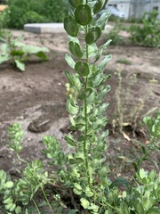 Thlaspi arvense