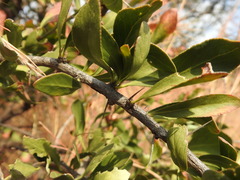 Gymnosporia buxifolia