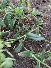 Thlaspi arvense