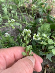 Thlaspi arvense