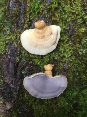 Physisporinus lavendulus