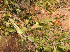 Gymnosporia buxifolia