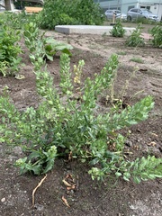 Thlaspi arvense