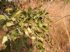 Gymnosporia buxifolia