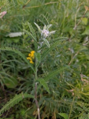 Achillea setacea