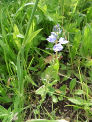 Veronica prostrata