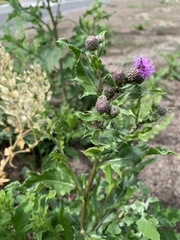 Cirsium arvense