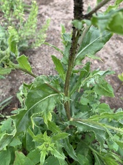 Cirsium arvense