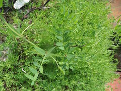 Vicia biennis