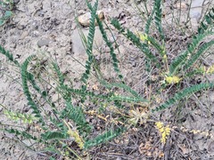 Astragalus angustiflorus