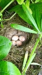 Troglodytes troglodytes