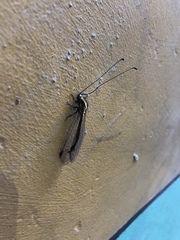 Ascalohybris subjacens