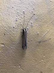 Ascalohybris subjacens