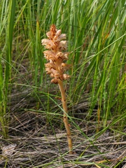Orobanche alsatica