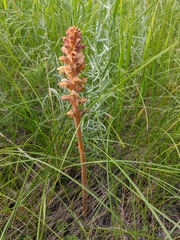 Orobanche alsatica