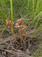Orobanche alsatica