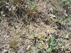 Gypsophila acutifolia